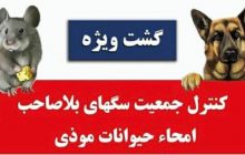 جمع آوری و عقیم سازی ۵۰۰ قلاده سگ بلاصاحب در شهر فردیس