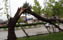 جمع آوری ۱۴ اصله درخت ساقط شده در اثر تند باد
